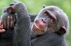 Sample 4 – Chimpanzee