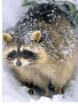 Sample 1 – Raccoon