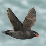 Sample 3 – Crested auklet