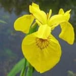 Sample 1 – Yellow iris