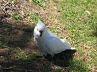 Sample 3 – Sulphur crested cockatoo