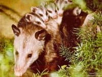Sample 4 – Possum
