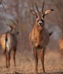 Sample 1 – Antelope
