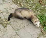 Sample 3 – Polecat