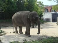 Sample 5 – Indian elephant