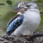 Sample 4 – Kookaburra