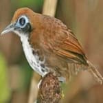 Sample 4 – Antbird