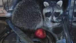 Sample 3 – Raccoon