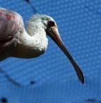 Sample 4 – Spoonbill