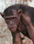 Sample 2 – Chimpanzee