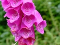 Sample 5 – Foxglove