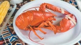 Sample 2 – Lobster