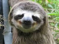 Sample of Sloth
