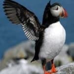 Sample 5 – Puffin