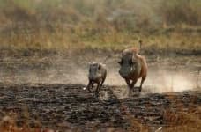 Sample 6 – Warthog
