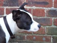 Sample 2 – Staffordshire bull terrier