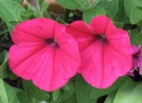 Sample 2 – Petunia