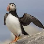 Puffin image dataset preview