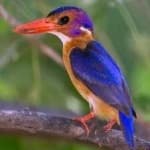 Sample 5 – Pygmy kingfisher