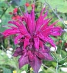 Sample 3 – Bee balm