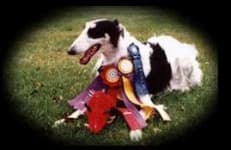 Sample 3 – Borzoi