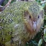 Sample of Kakapo