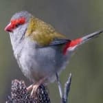 Sample 1 – Red browed finch