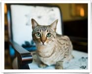 Sample 5 – Egyptian mau