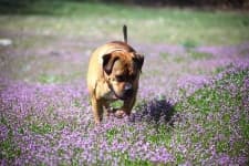 Sample 1 – American bulldog