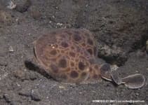 Sample 1 – Electric ray