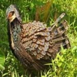 Sample 2 – Bornean pheasant