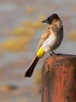 Sample 6 – Bulbul