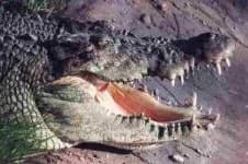 Sample 5 – Crocodile head