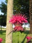 Sample 2 – Bee balm