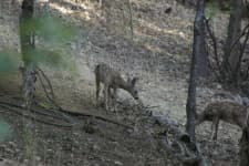 Sample 5 – Deer