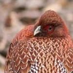Sample 11 – Elliots pheasant