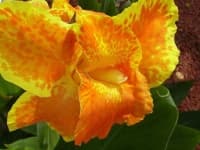 Sample 1 – Canna lily