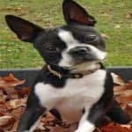 Sample 5 – Boston terrier