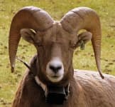 Sample 4 – Bighorn