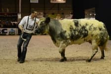 Sample 4 – Bull