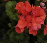 Sample 6 – Geranium