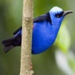 Sample 5 – Red honey creeper