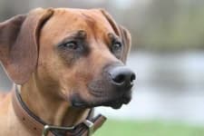 Rhodesian ridgeback image dataset preview