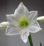 Sample 2 – Hippeastrum