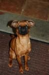 Sample 4 – Brabancon griffon
