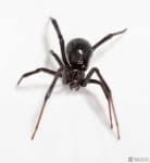 Sample 2 – Black widow