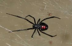 Sample 6 – Black widow
