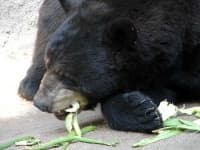 Sample 6 – American black bear