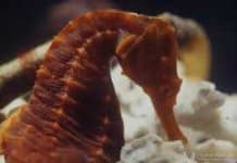 Sample 6 – Seahorse