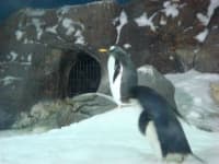 Sample 3 – Penguin